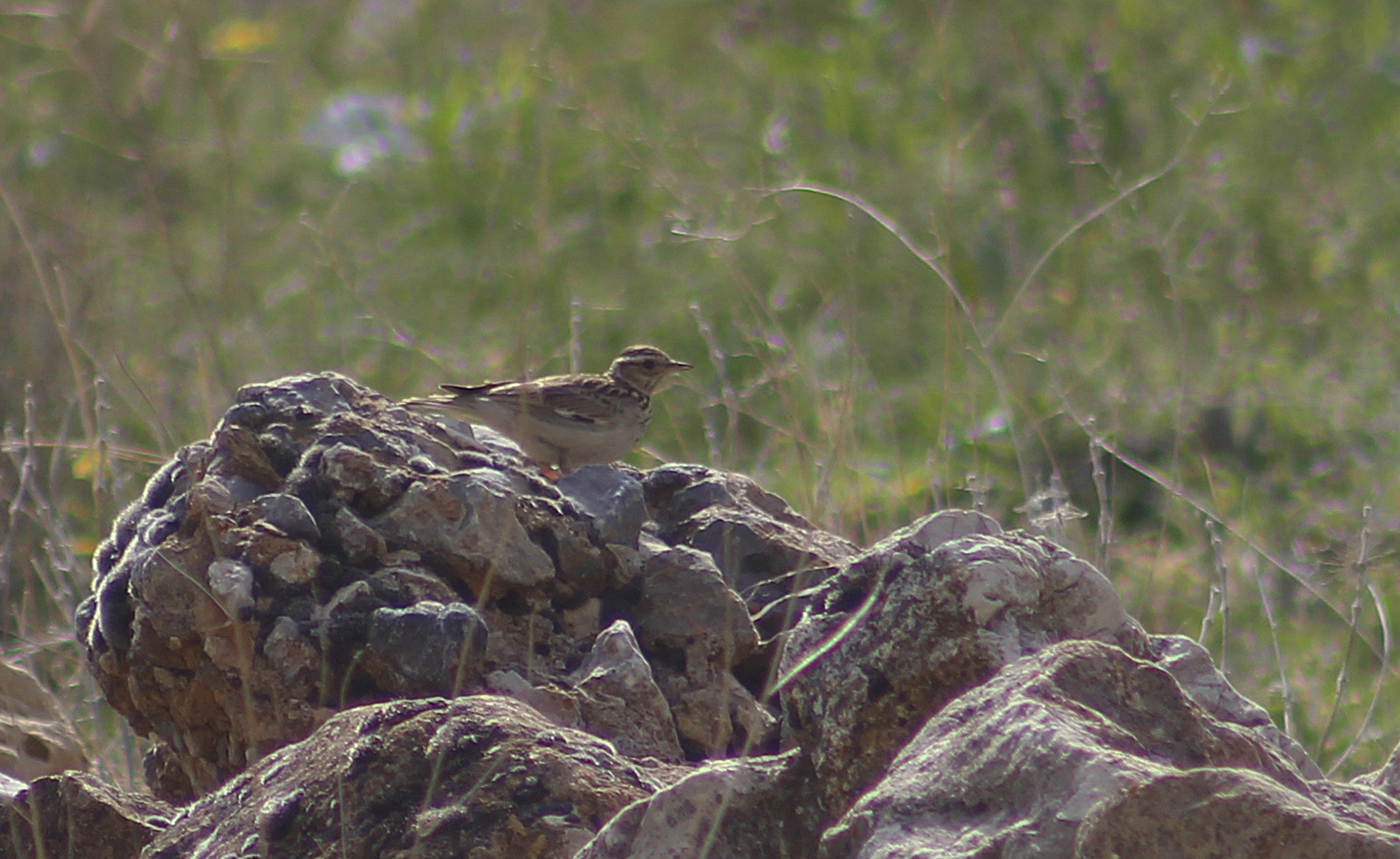 Wood Lark